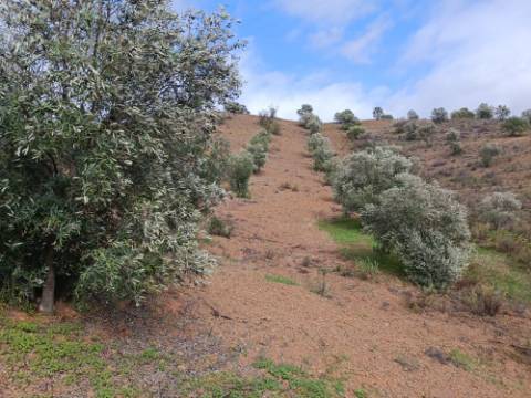 TERRENO RÚSTICO COM 5.640 M2 EM ALCARIAS GRANDES - CASTRO MARIM - ALGARVE