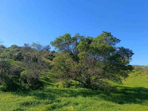 TERRENO COM 8.760 M2 - COM POÇO - EM PISA BARRO - CASTRO MARIM - ALGARVE