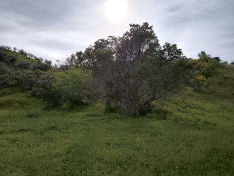 TERRENO COM 8.760 M2 - COM POÇO - EM PISA BARRO - CASTRO MARIM - ALGARVE