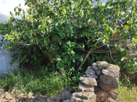 MORADIA DE ALDEIA - 129 M2 - COM LOGRADOURO - CORTE PEQUENA - ODELEITE - CASTRO MARIM