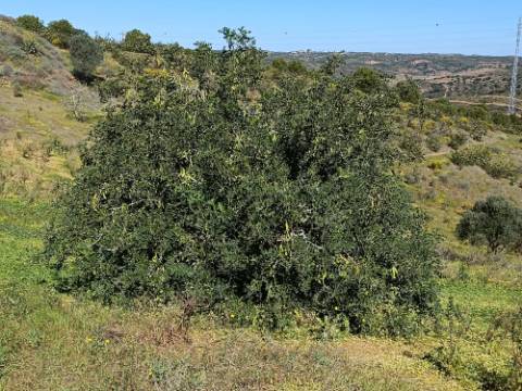 TERRENO COM RUINAS COM 14.040M2 - VISTA MAR E RIO - VALE FRIO - CASTRO MARIM - ALGARVE
