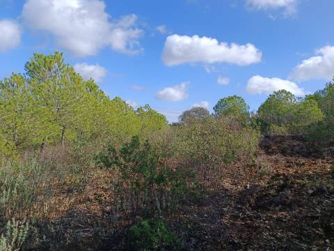 TERRENO RÚSTICO COM 13.120 M2 - TORNEIRO - ALCOUTIM - ALGARVE