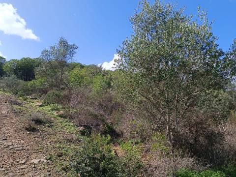 TERRENO RÚSTICO COM 13.120 M2 - TORNEIRO - ALCOUTIM - ALGARVE