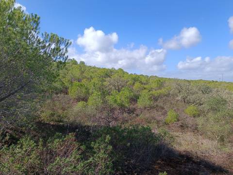 TERRENO RÚSTICO COM 13.120 M2 - TORNEIRO - ALCOUTIM - ALGARVE
