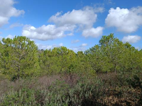 TERRENO RÚSTICO COM 13.120 M2 - TORNEIRO - ALCOUTIM - ALGARVE