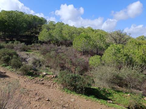 TERRENO RÚSTICO COM 13.120 M2 - TORNEIRO - ALCOUTIM - ALGARVE