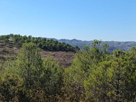 TERRENO COM 137.480 M2 - POSSIBILIDADE DE CONSTRUÇÃO RESIDENCIAL E TURISMO EM GALAXES - VAQUEIROS - ALCOUTIM