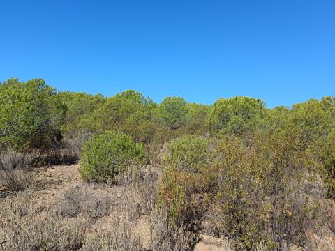TERRENO COM 137.480 M2 - POSSIBILIDADE DE CONSTRUÇÃO RESIDENCIAL E TURISMO EM GALAXES - VAQUEIROS - ALCOUTIM