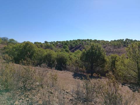 TERRENO COM 137.480 M2 - POSSIBILIDADE DE CONSTRUÇÃO RESIDENCIAL E TURISMO EM GALAXES - VAQUEIROS - ALCOUTIM