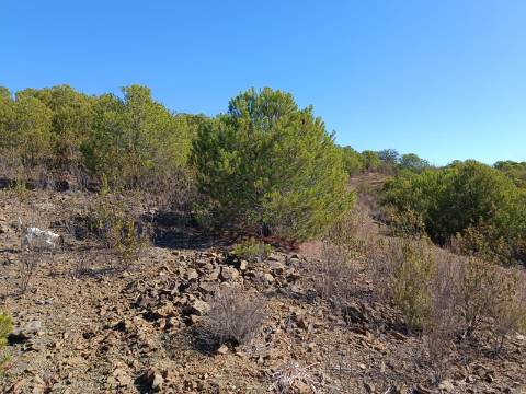TERRENO COM 137.480 M2 - POSSIBILIDADE DE CONSTRUÇÃO RESIDENCIAL E TURISMO EM GALAXES - VAQUEIROS - ALCOUTIM