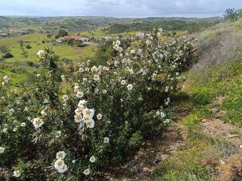 TERRENO COM 26.120 M2 - POSSIBILIDADE DE CONSTRUIR UM ARMAZÉM - RIO SECO - CASTRO MARIM - ALGARVE