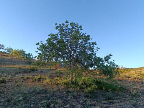 TERRENO COM 145.360 M2 - COM LAGO - POSSIBILIDADE DE CONSTRUÇÃO - TURISMO E HABITAÇÃO - COM VISTA - PRÓXIMO DE ODELEITE - CASTRO MARIM - ALGARVE