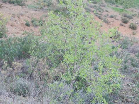 TERRENO COM 145.360 M2 - COM LAGO - POSSIBILIDADE DE CONSTRUÇÃO - TURISMO E HABITAÇÃO - COM VISTA - PRÓXIMO DE ODELEITE - CASTRO MARIM - ALGARVE