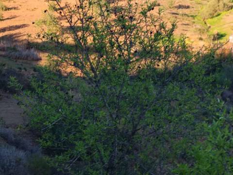 TERRENO COM 145.360 M2 - COM LAGO - POSSIBILIDADE DE CONSTRUÇÃO - TURISMO E HABITAÇÃO - COM VISTA - PRÓXIMO DE ODELEITE - CASTRO MARIM - ALGARVE