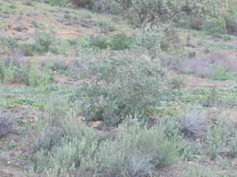TERRENO COM 145.360 M2 - COM LAGO - POSSIBILIDADE DE CONSTRUÇÃO - TURISMO E HABITAÇÃO - COM VISTA - PRÓXIMO DE ODELEITE - CASTRO MARIM - ALGARVE