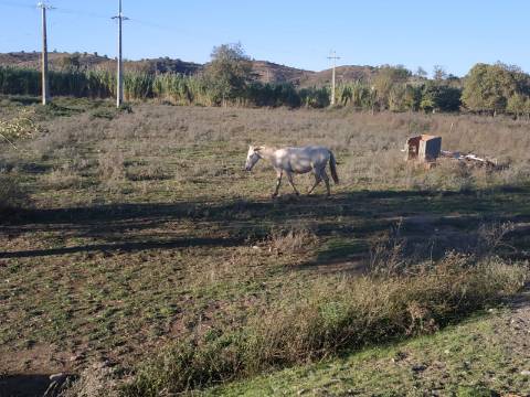 TERRENO COM RUINA - 4.960 M2 - COM NORA - ÁGUA DA BARRAGEM NA JUNQUEIRA EM CASTRO MARIM - ALGARVE