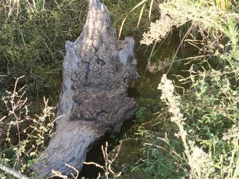 TERRENO COM RUINA - 4.960 M2 - COM NORA - ÁGUA DA BARRAGEM NA JUNQUEIRA EM CASTRO MARIM - ALGARVE