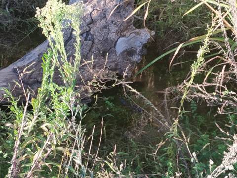 TERRENO COM RUINA - 4.960 M2 - COM NORA - ÁGUA DA BARRAGEM NA JUNQUEIRA EM CASTRO MARIM - ALGARVE