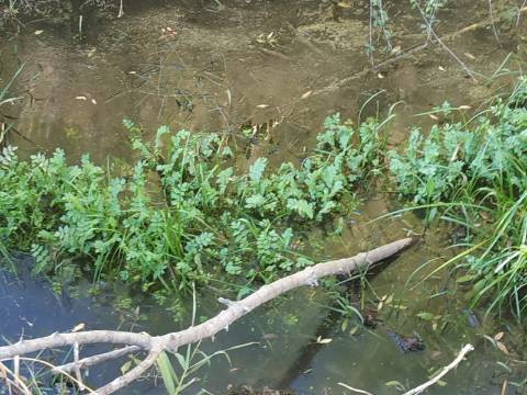 TERRENO COM RUINA - 4.960 M2 - COM NORA - ÁGUA DA BARRAGEM NA JUNQUEIRA EM CASTRO MARIM - ALGARVE
