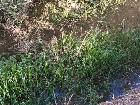 TERRENO COM RUINA - 4.960 M2 - COM NORA - ÁGUA DA BARRAGEM NA JUNQUEIRA EM CASTRO MARIM - ALGARVE