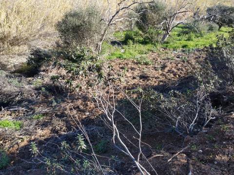 TERRENO RÚSTICO COM 4.760 M2 - BONS ACESSOS - MARROQUIL - AZINHAL - CASTRO MARIM - ALGARVE