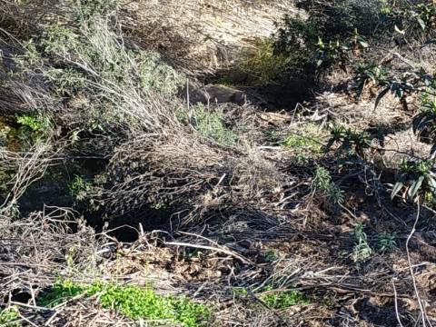 TERRENO RÚSTICO COM 4.760 M2 - BONS ACESSOS - MARROQUIL - AZINHAL - CASTRO MARIM - ALGARVE