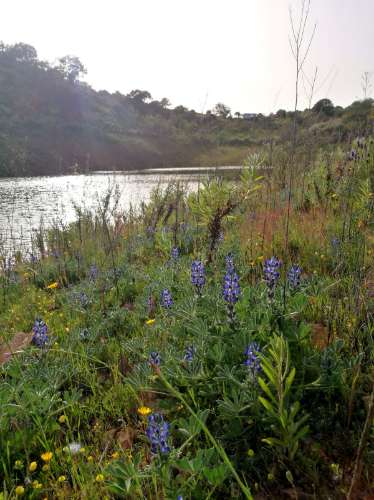 TERRENO COM 27.600 M2 - JUNTO AO LAGO - POSSIBILIDADE DE CONSTRUIR APOIO AGRICOLA - ALCARIAS GRANDES - CASTRO MARIM - ALGARVE