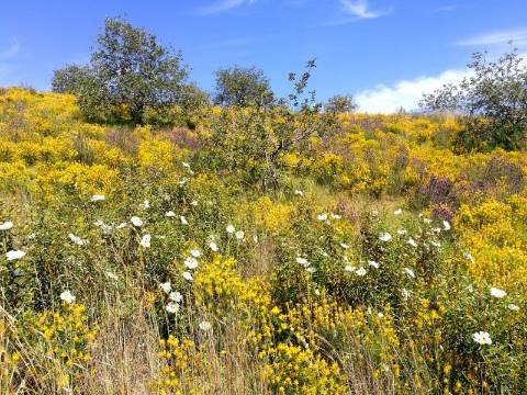 TERRENO COM 27.600 M2 - JUNTO AO LAGO - POSSIBILIDADE DE CONSTRUIR APOIO AGRICOLA - ALCARIAS GRANDES - CASTRO MARIM - ALGARVE
