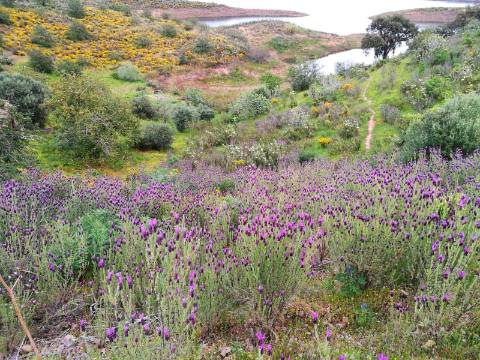 TERRENO COM 27.600 M2 - JUNTO AO LAGO - POSSIBILIDADE DE CONSTRUIR APOIO AGRICOLA - ALCARIAS GRANDES - CASTRO MARIM - ALGARVE