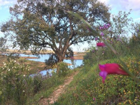 TERRENO COM 27.600 M2 - JUNTO AO LAGO - POSSIBILIDADE DE CONSTRUIR APOIO AGRICOLA - ALCARIAS GRANDES - CASTRO MARIM - ALGARVE