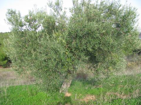 TERRENO COM 27.600 M2 - JUNTO AO LAGO - POSSIBILIDADE DE CONSTRUIR APOIO AGRICOLA - ALCARIAS GRANDES - CASTRO MARIM - ALGARVE