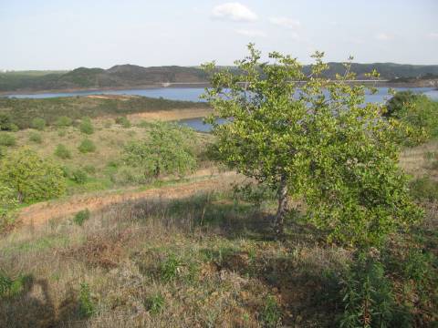 TERRENO COM 27.600 M2 - JUNTO AO LAGO - POSSIBILIDADE DE CONSTRUIR APOIO AGRICOLA - ALCARIAS GRANDES - CASTRO MARIM - ALGARVE