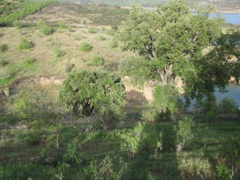 TERRENO COM 27.600 M2 - JUNTO AO LAGO - POSSIBILIDADE DE CONSTRUIR APOIO AGRICOLA - ALCARIAS GRANDES - CASTRO MARIM - ALGARVE