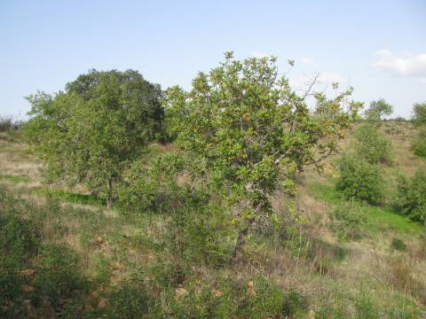 TERRENO COM 27.600 M2 - JUNTO AO LAGO - POSSIBILIDADE DE CONSTRUIR APOIO AGRICOLA - ALCARIAS GRANDES - CASTRO MARIM - ALGARVE