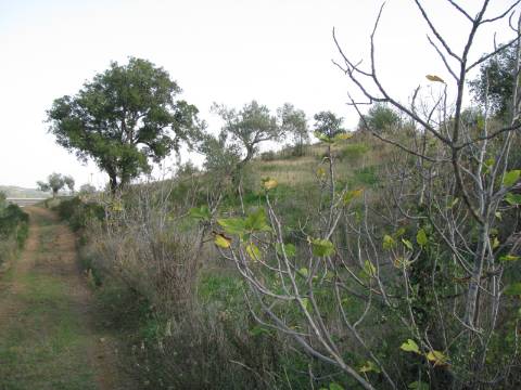 TERRENO COM 27.600 M2 - JUNTO AO LAGO - POSSIBILIDADE DE CONSTRUIR APOIO AGRICOLA - ALCARIAS GRANDES - CASTRO MARIM - ALGARVE