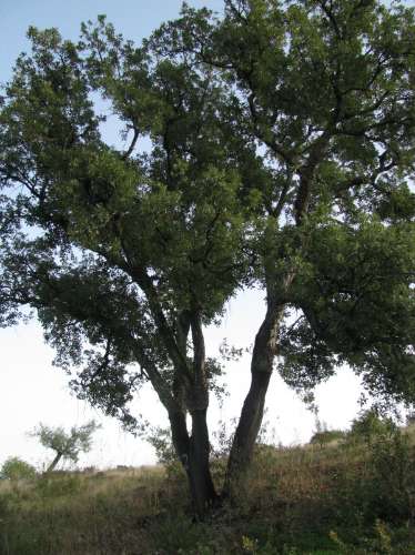 TERRENO COM 27.600 M2 - JUNTO AO LAGO - POSSIBILIDADE DE CONSTRUIR APOIO AGRICOLA - ALCARIAS GRANDES - CASTRO MARIM - ALGARVE