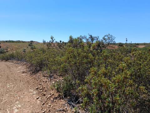 TERRENO COM 840 M2 - COM ÁRVORES - PRÓXIMO DA CORTE DO GAGO - CASTRO MARIM - ALGARVE