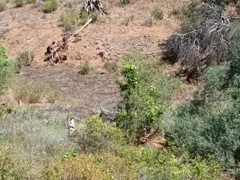 TERRENO COM 840 M2 - COM ÁRVORES - PRÓXIMO DA CORTE DO GAGO - CASTRO MARIM - ALGARVE