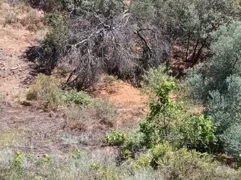 TERRENO COM 840 M2 - COM ÁRVORES - PRÓXIMO DA CORTE DO GAGO - CASTRO MARIM - ALGARVE