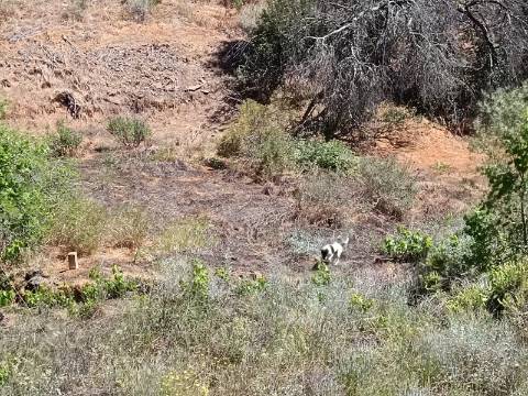 TERRENO COM 840 M2 - COM ÁRVORES - PRÓXIMO DA CORTE DO GAGO - CASTRO MARIM - ALGARVE