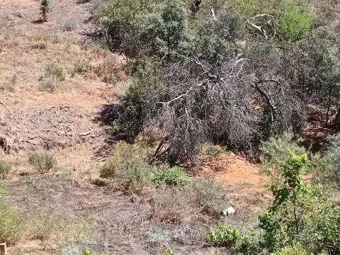 TERRENO COM 840 M2 - COM ÁRVORES - PRÓXIMO DA CORTE DO GAGO - CASTRO MARIM - ALGARVE