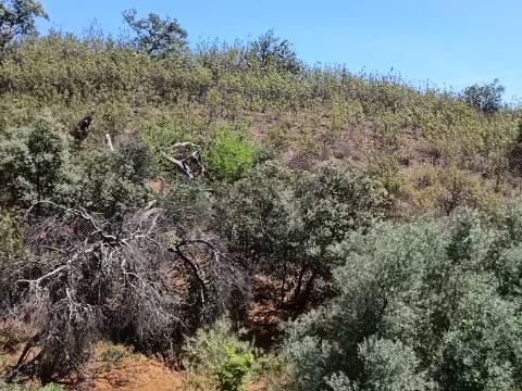 TERRENO COM 840 M2 - COM ÁRVORES - PRÓXIMO DA CORTE DO GAGO - CASTRO MARIM - ALGARVE