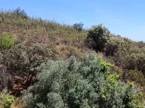 TERRENO COM 840 M2 - COM ÁRVORES - PRÓXIMO DA CORTE DO GAGO - CASTRO MARIM - ALGARVE