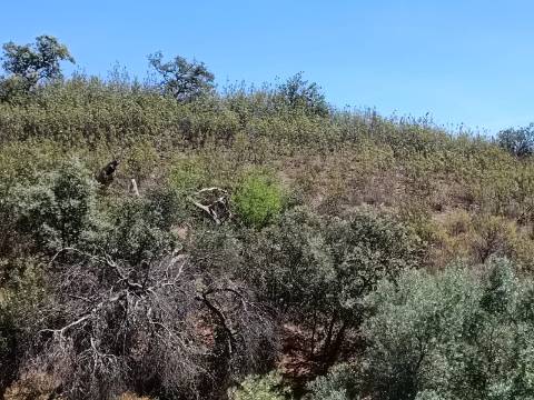 TERRENO COM 840 M2 - COM ÁRVORES - PRÓXIMO DA CORTE DO GAGO - CASTRO MARIM - ALGARVE