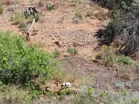 TERRENO COM 840 M2 - COM ÁRVORES - PRÓXIMO DA CORTE DO GAGO - CASTRO MARIM - ALGARVE