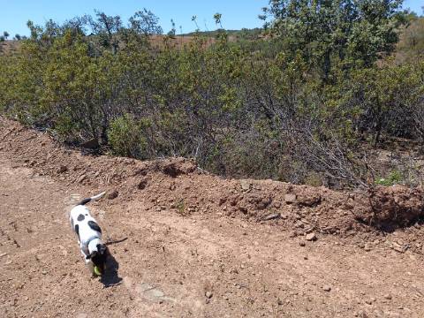 TERRENO COM 840 M2 - COM ÁRVORES - PRÓXIMO DA CORTE DO GAGO - CASTRO MARIM - ALGARVE