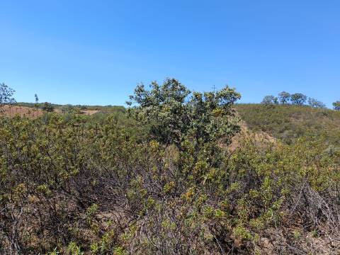 TERRENO COM 840 M2 - COM ÁRVORES - PRÓXIMO DA CORTE DO GAGO - CASTRO MARIM - ALGARVE