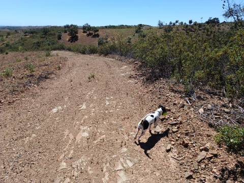 TERRENO COM 840 M2 - COM ÁRVORES - PRÓXIMO DA CORTE DO GAGO - CASTRO MARIM - ALGARVE