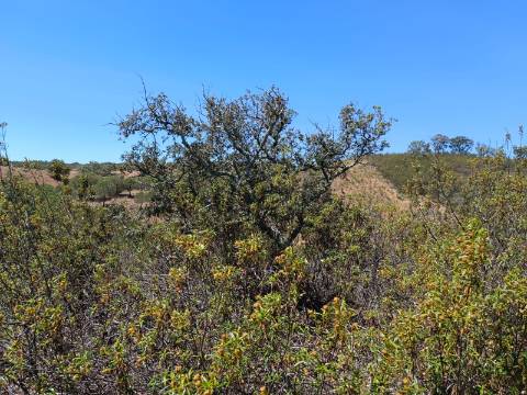 TERRENO COM 840 M2 - COM ÁRVORES - PRÓXIMO DA CORTE DO GAGO - CASTRO MARIM - ALGARVE