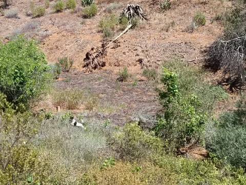 TERRENO COM 840 M2 - COM ÁRVORES - PRÓXIMO DA CORTE DO GAGO - CASTRO MARIM - ALGARVE